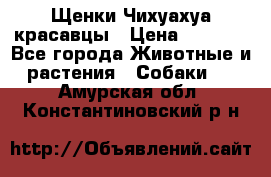 Щенки Чихуахуа красавцы › Цена ­ 9 000 - Все города Животные и растения » Собаки   . Амурская обл.,Константиновский р-н